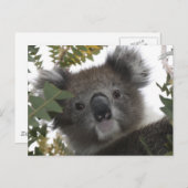 Koala Postkarte (Vorne/Hinten)