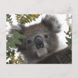 Koala Postkarte