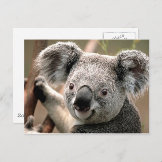 Koala Postkarte (Vorne/Hinten)