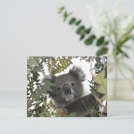 Koala Postkarte (Stehend Vorderseite)