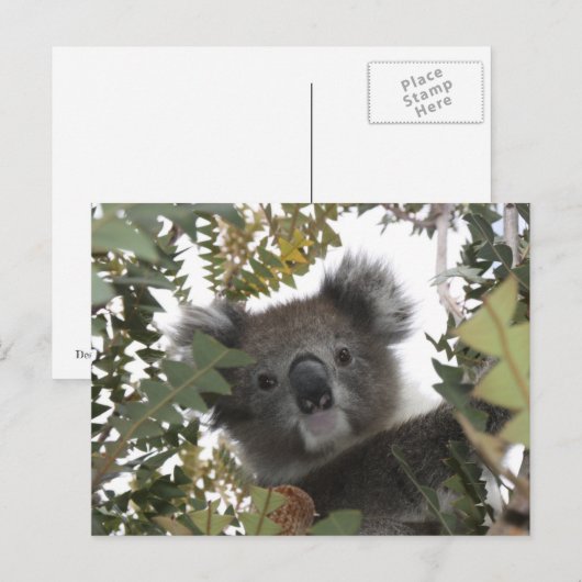 Koala Postkarte (Vorne/Hinten)