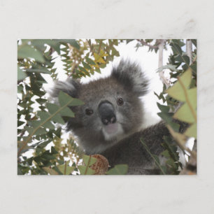 Koala Postkarte