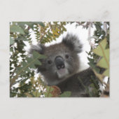 Koala Postkarte (Vorderseite)