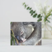 Koala Postkarte (Stehend Vorderseite)