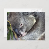 Koala Postkarte (Vorne/Hinten)