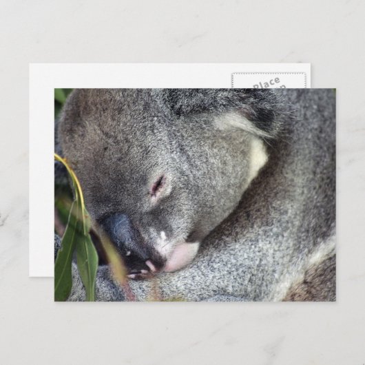 Koala Postkarte (Vorne/Hinten)