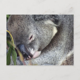 Koala Postkarte