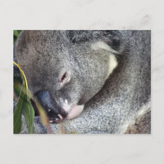 Koala Postkarte