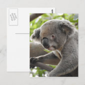 Koala Postkarte (Vorne/Hinten)