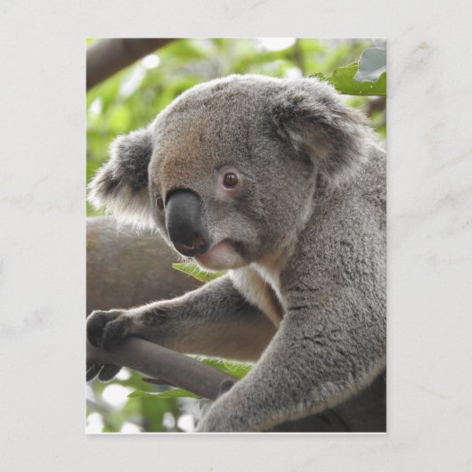Koala Postkarte (Vorderseite)