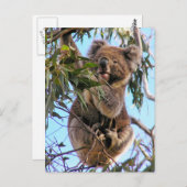 Koala-Postkarte Australien Postkarte (Vorne/Hinten)