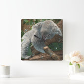 Koala Quadratische Wanduhr (Zuhause)