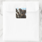 Koala Quadratischer Aufkleber (Tasche)