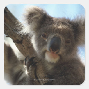 Koala Quadratischer Aufkleber
