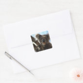 Koala Quadratischer Aufkleber (Umschlag)