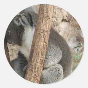 Koala Runder Aufkleber