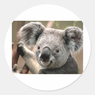 Koala Runder Aufkleber