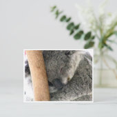 Koala Schlaf Postkarte (Stehend Vorderseite)