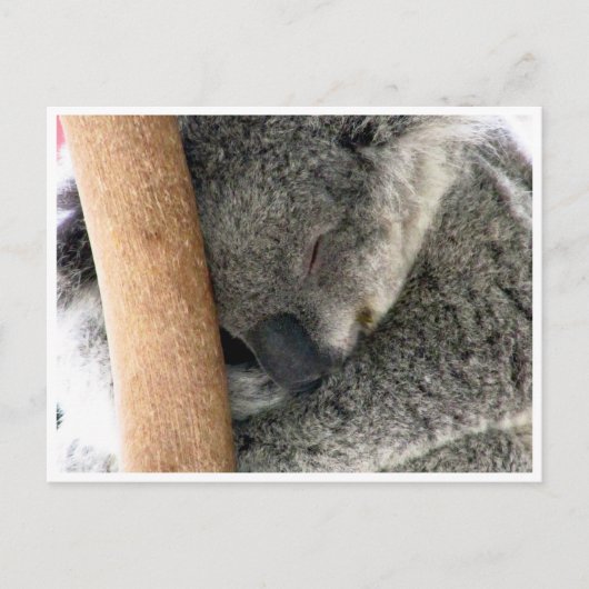 Koala Schlaf Postkarte (Vorderseite)