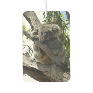 Koala - Schlafen Autolufterfrischer