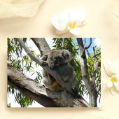 Koala - Schlafen Feiertagspostkarte