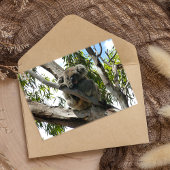 Koala - Schlafen Feiertagspostkarte