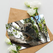Koala - Schlafen Feiertagspostkarte