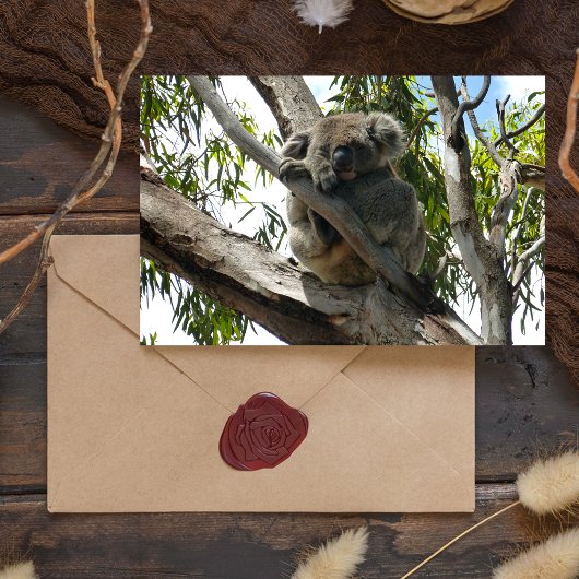 Koala - Schlafen Feiertagspostkarte