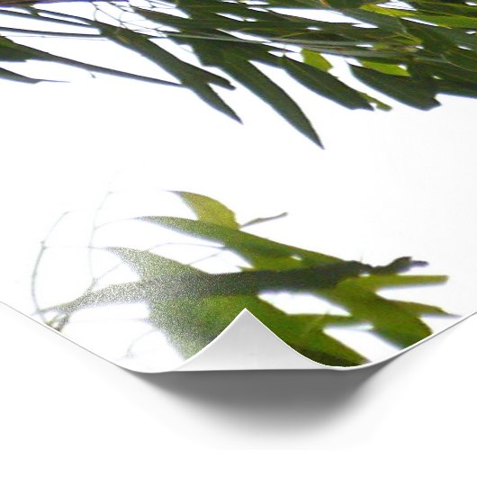 Koala - Schlafen Fotodruck (Ecke)