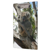 Koala - Schlafen Klemmbrett (Links)