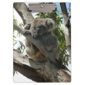 Koala - Schlafen Klemmbrett (Vorderseite)