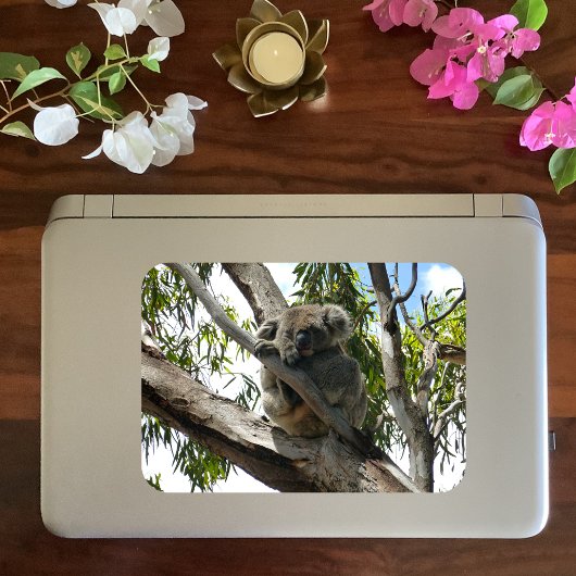 Koala - Schlafen Magnet