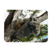 Koala - Schlafen Magnet (Horizontal)