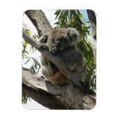 Koala - Schlafen Magnet (Vertikal)