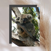Koala - Schlafen Magnetkarte