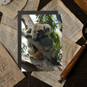 Koala - Schlafen Magnetkarte