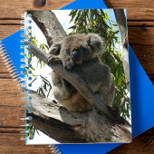 Koala - Schlafen Notizblock