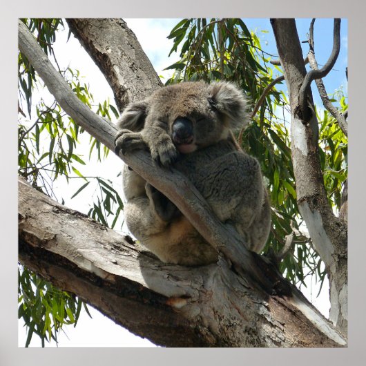 Koala - Schlafen Poster (Vorne)