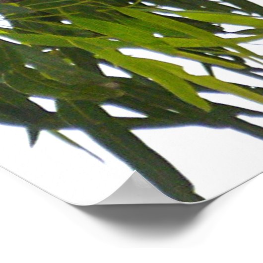 Koala - Schlafen Poster (Ecke)