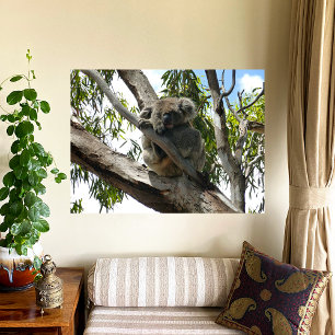 Koala - Schlafen Poster