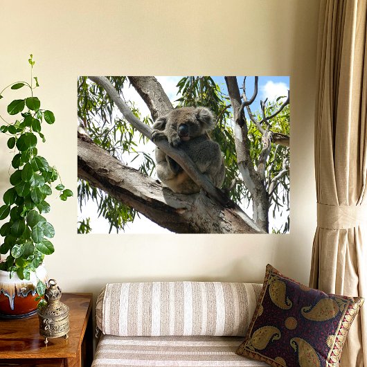 Koala - Schlafen Poster