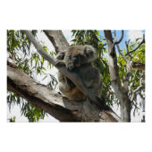 Koala - Schlafen Poster (Vorderseite)