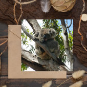 Koala - Schlafen Postkarte