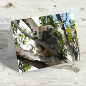 Koala - Schlafen Postkarte