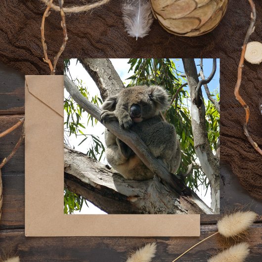 Koala - Schlafen Postkarte