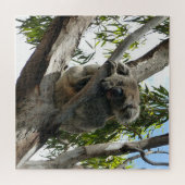 Koala - Schlafen Puzzle (Horizontal)