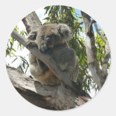 Koala - Schlafen Runder Aufkleber (Vorderseite)