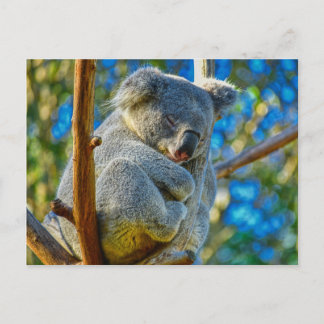 Koala schläft friedlich in einem Baum Postkarte