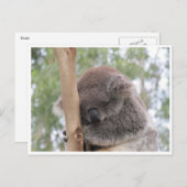 Koala schläft postkarte (Vorne/Hinten)