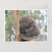Koala schläft postkarte (Vorderseite)